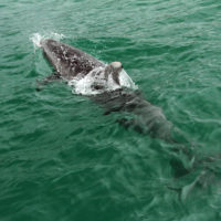 deep sea fishing trips north wales